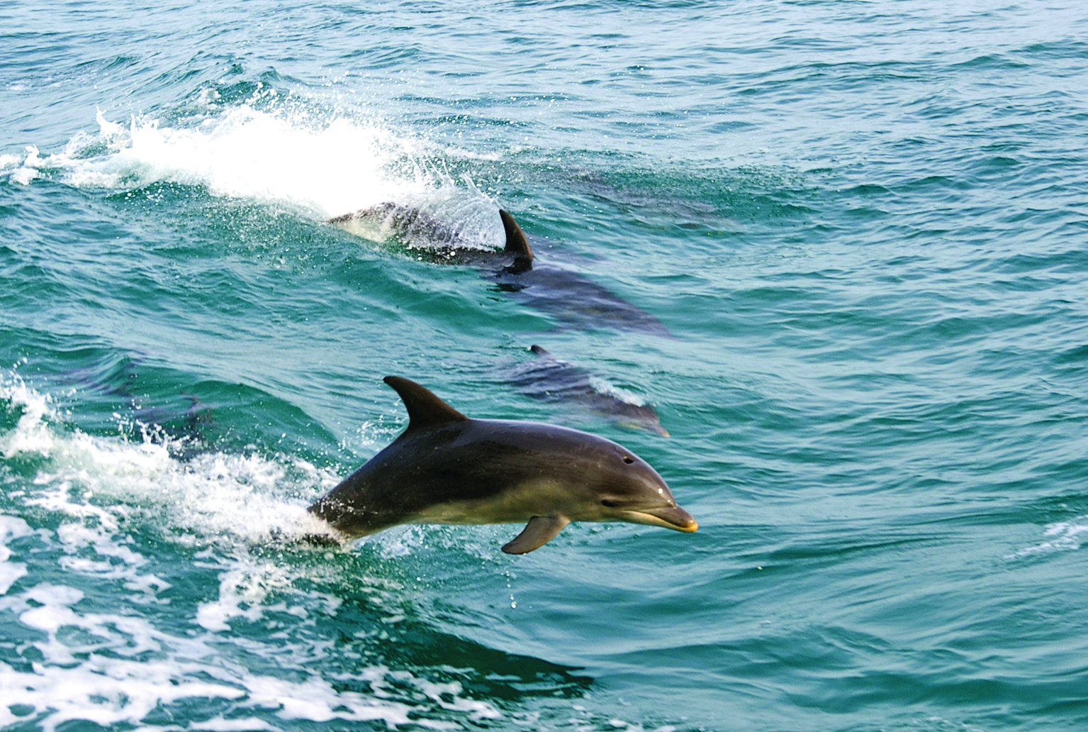 Xl Australia Victoria Mornington Peninsula Wild Dolphins