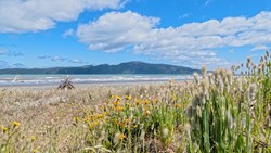 XL New Zealand North Island Kapiti Island Shutterstock 1292386651