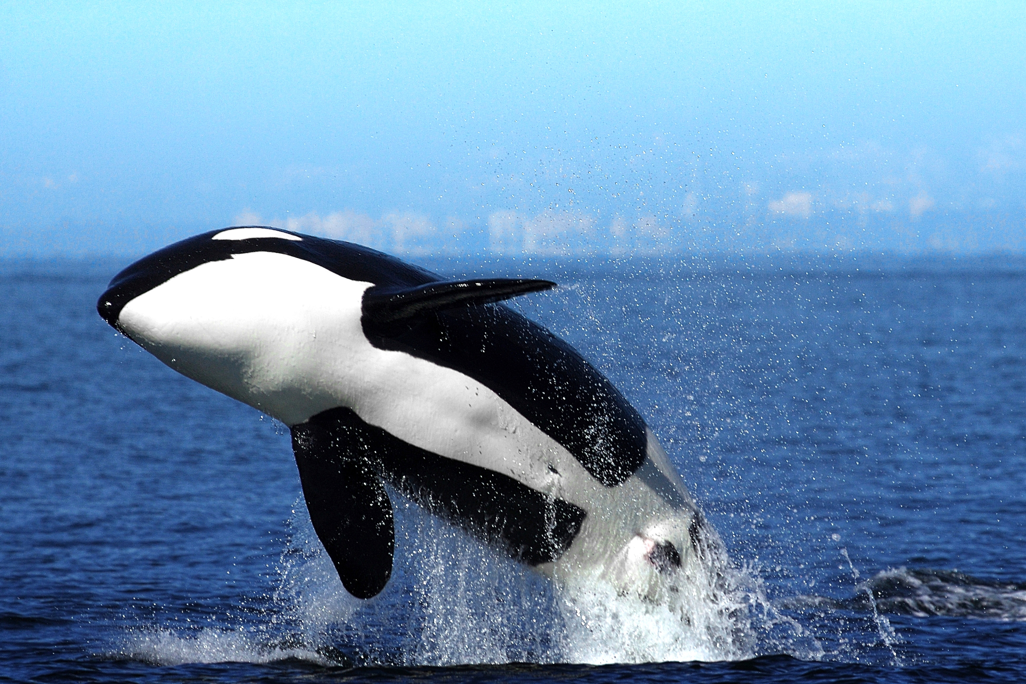 Xl Canada Orca (Killer Whale) Breaching