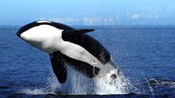 Xl Canada Orca (Killer Whale) Breaching