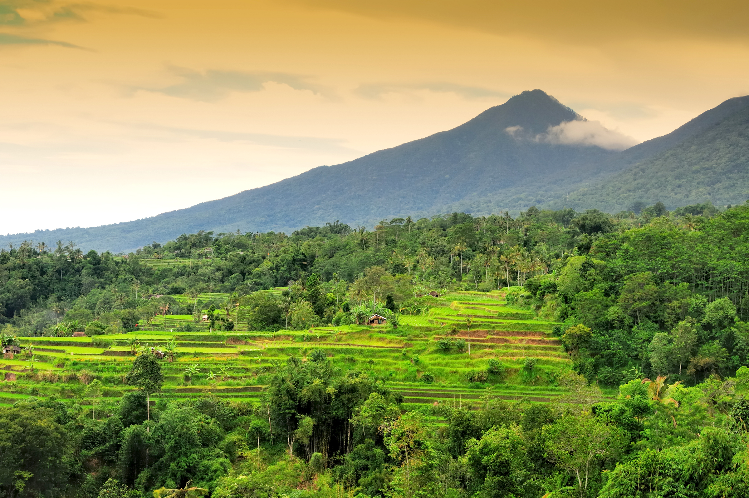 XL Rice Terrasse Jungle Mountain Jatiluwih Bali Indonesia Copy