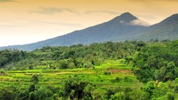 XL Rice Terrasse Jungle Mountain Jatiluwih Bali Indonesia Copy