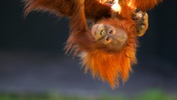 XL Borneo Orang Utans