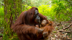 Xl Borneo Cruise Orangutang Baby Kalimantan Animal