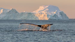 Xl Greenland Ilulissat Whale Dive Iceberg
