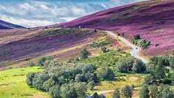 Xl Scotland Cairngorms National Park Glenmore Forest Park Heather In Bloom
