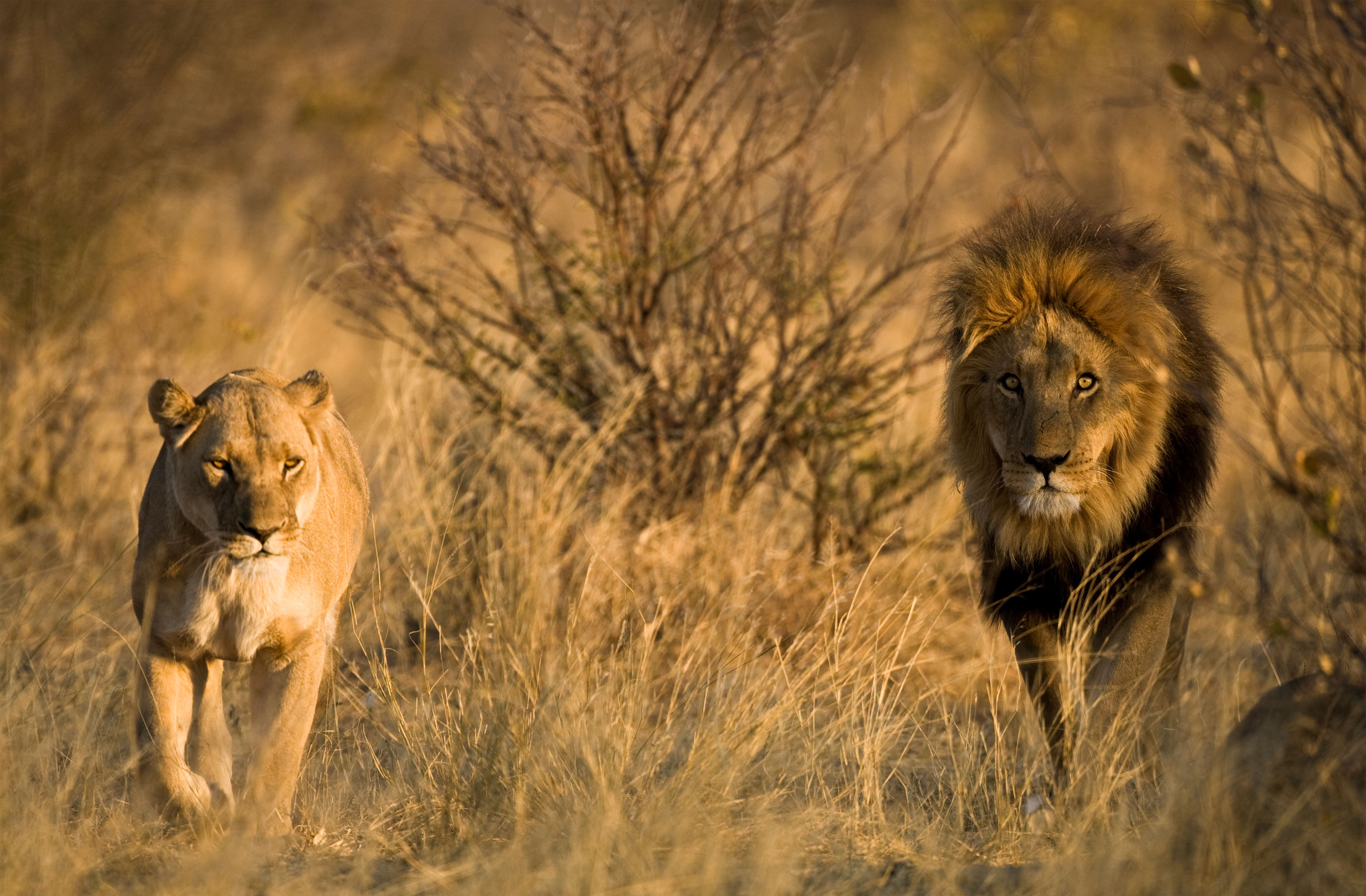 XL Botswana Kalahari Grasslands Bushman Lodge Lions