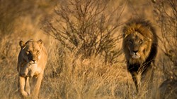 XL Botswana Kalahari Grasslands Bushman Lodge Lions