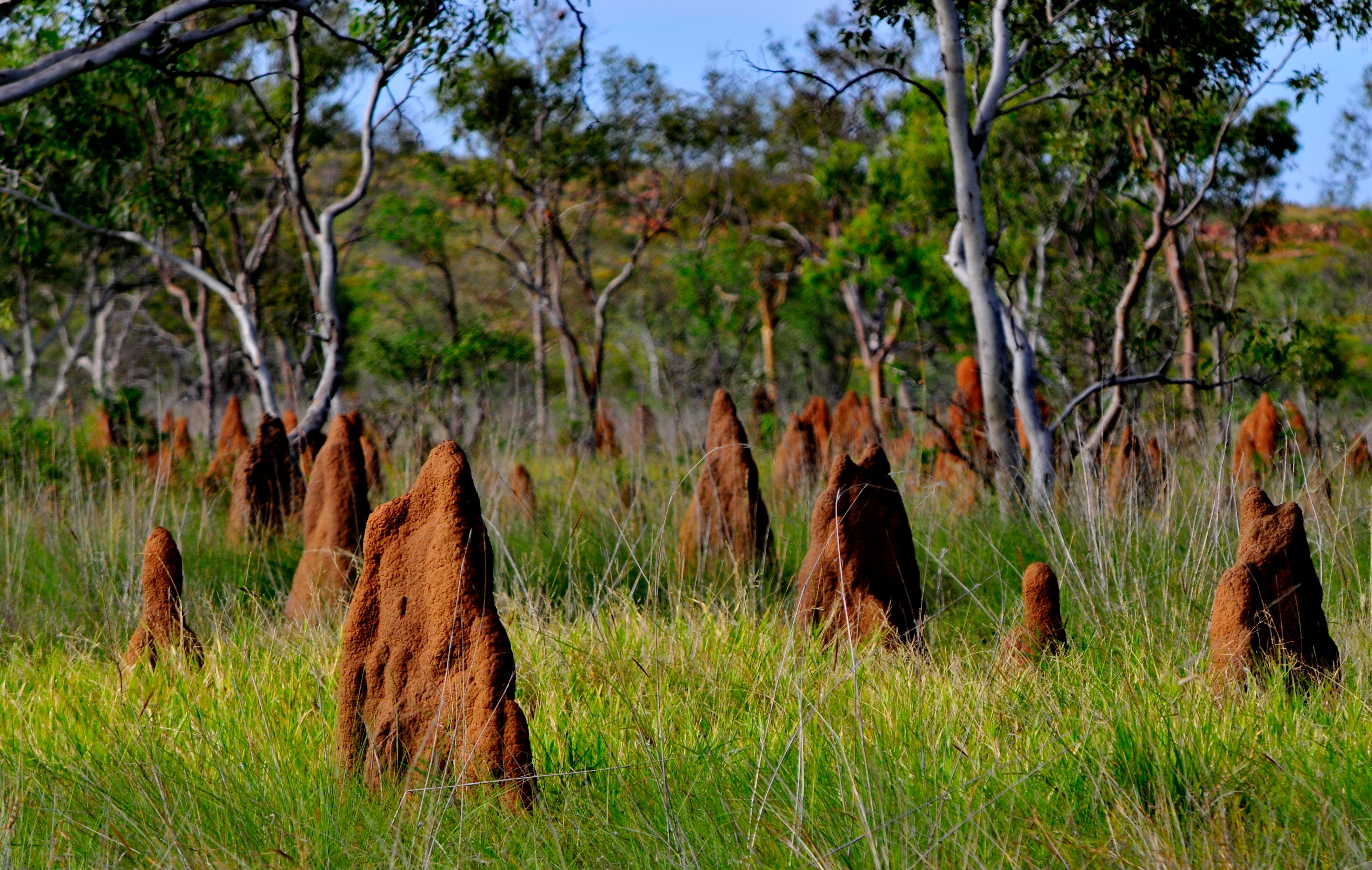 Xl Australia NT Litchfield National Termite Mound