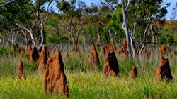 Xl Australia NT Litchfield National Termite Mound