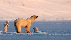 Xl Norway Svalbard Polar Bear With Cubs Asgeir Helgestad