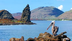 XL Ecuador Galapagos Brown Pelican With The Pinnacle Rock In The Back, Island Of Bartolome