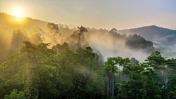 Xl Borneo Tropical Rainforest Sunrise Mist Fog Rays
