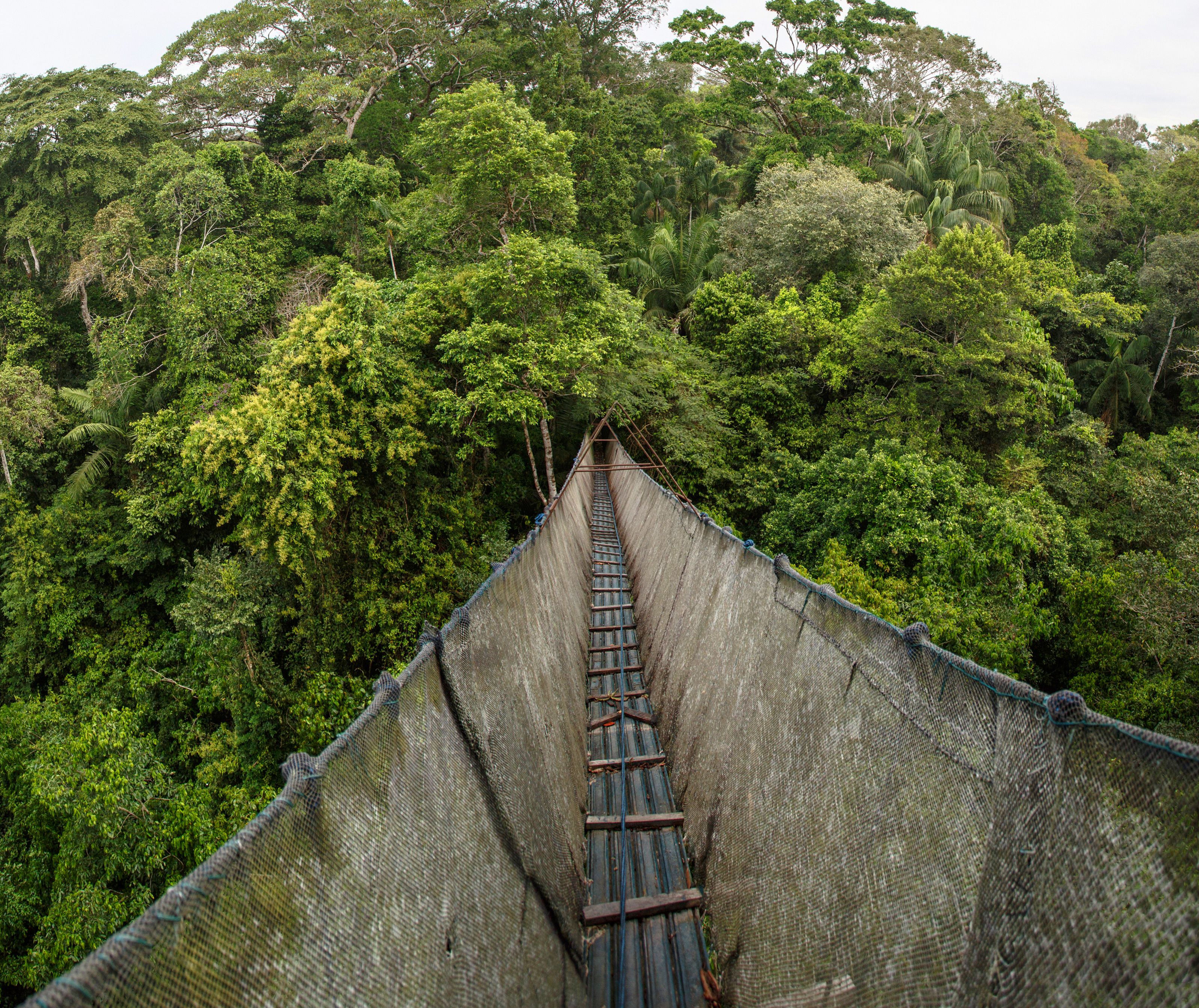 XL Peru Amazon Canopy Walkway Tambopata National