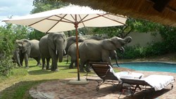 Xl Southafrica Elephants By Pool Animal