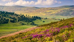 Xl Scotland Highlands Cairngorms NP Heather Panorama