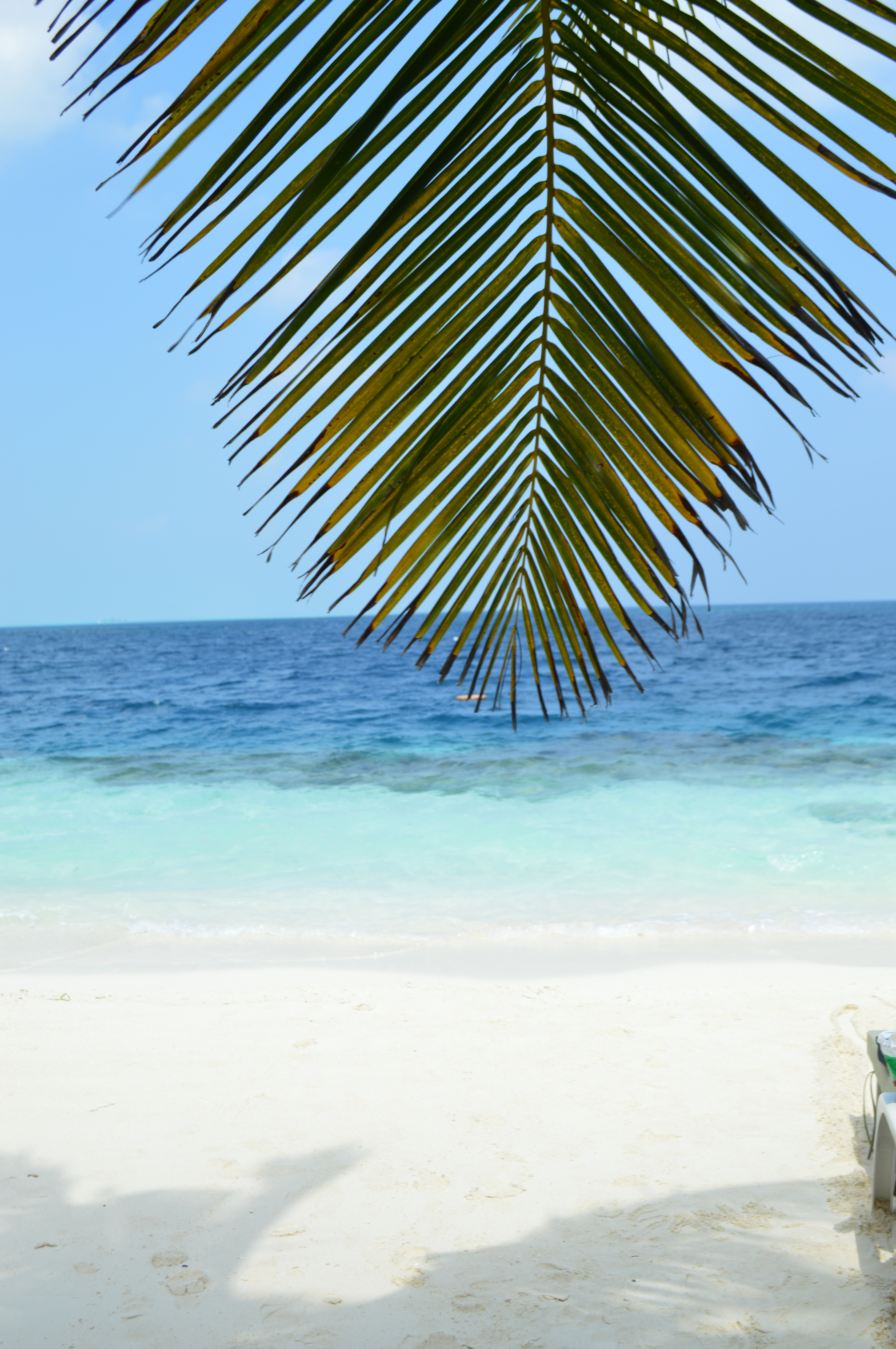 Xl Maldives Beach Palm Trees