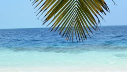 Xl Maldives Beach Palm Trees