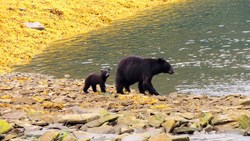 Xl Alaska Ketchikan Black Bear Cub And Mother Neets Bay Near Ketchikan