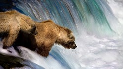 Xl USA Alaska Bear Mother And Cub Fishing Stream Salmon Animal
