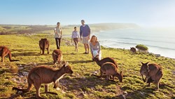 XL Australia Kangaroo Island Kangaroos Animals People Grass South Australia
