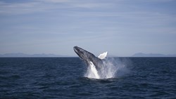 Xl Iceland Whale Watching Breaching Humpback Whale