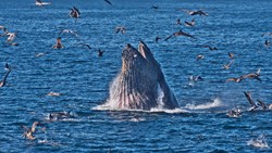 XL USA California Santa Barbara Channel Islands Humpback Whale Santa Barbara Condor Express