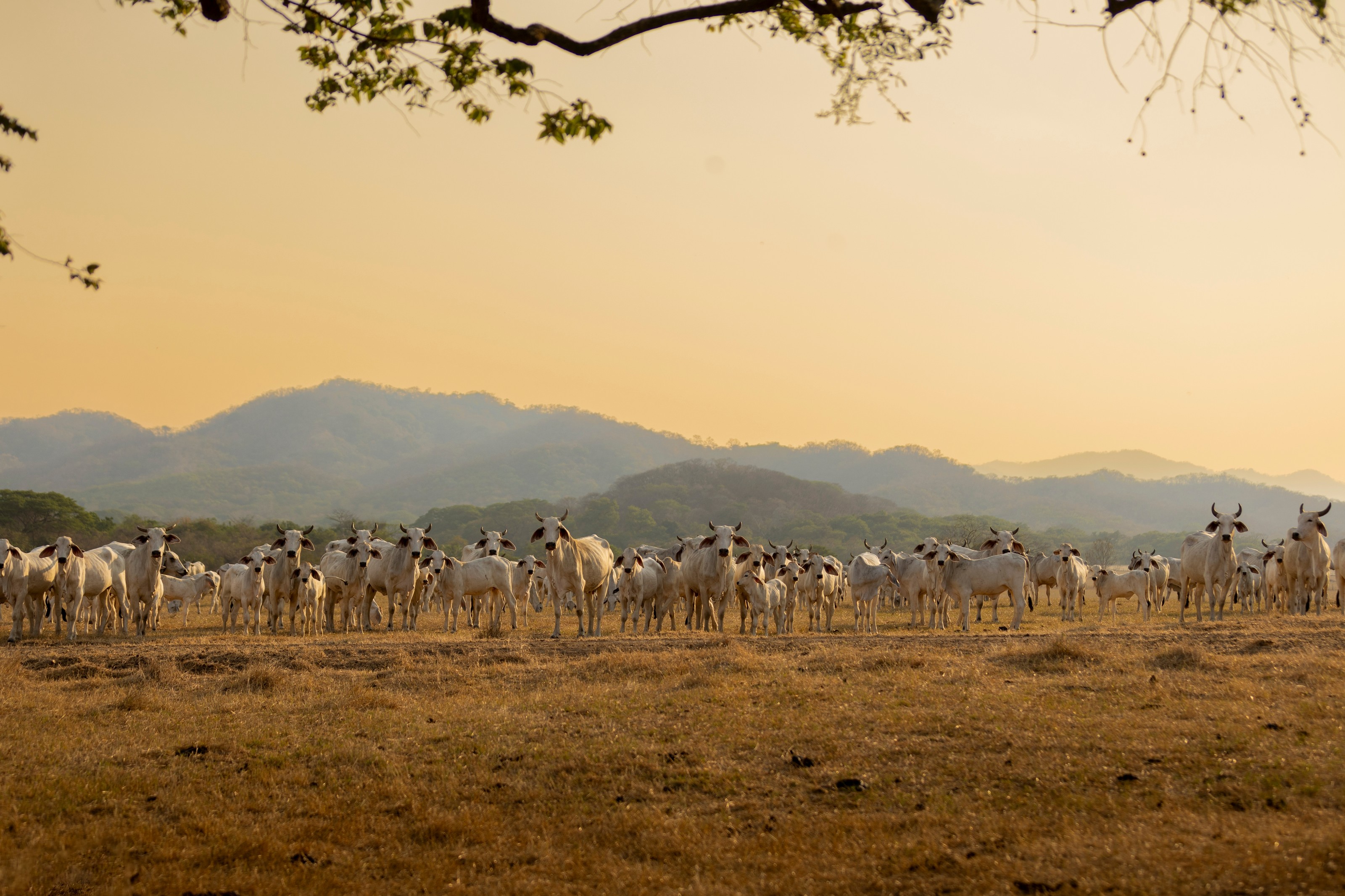 XL Costa Rica Guanacaste Cattle Ranch