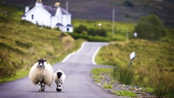 Xl England Scotland Two Sheep On Street