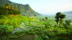 XL Indonesia Bali Rice Fields In Valley Morning Light