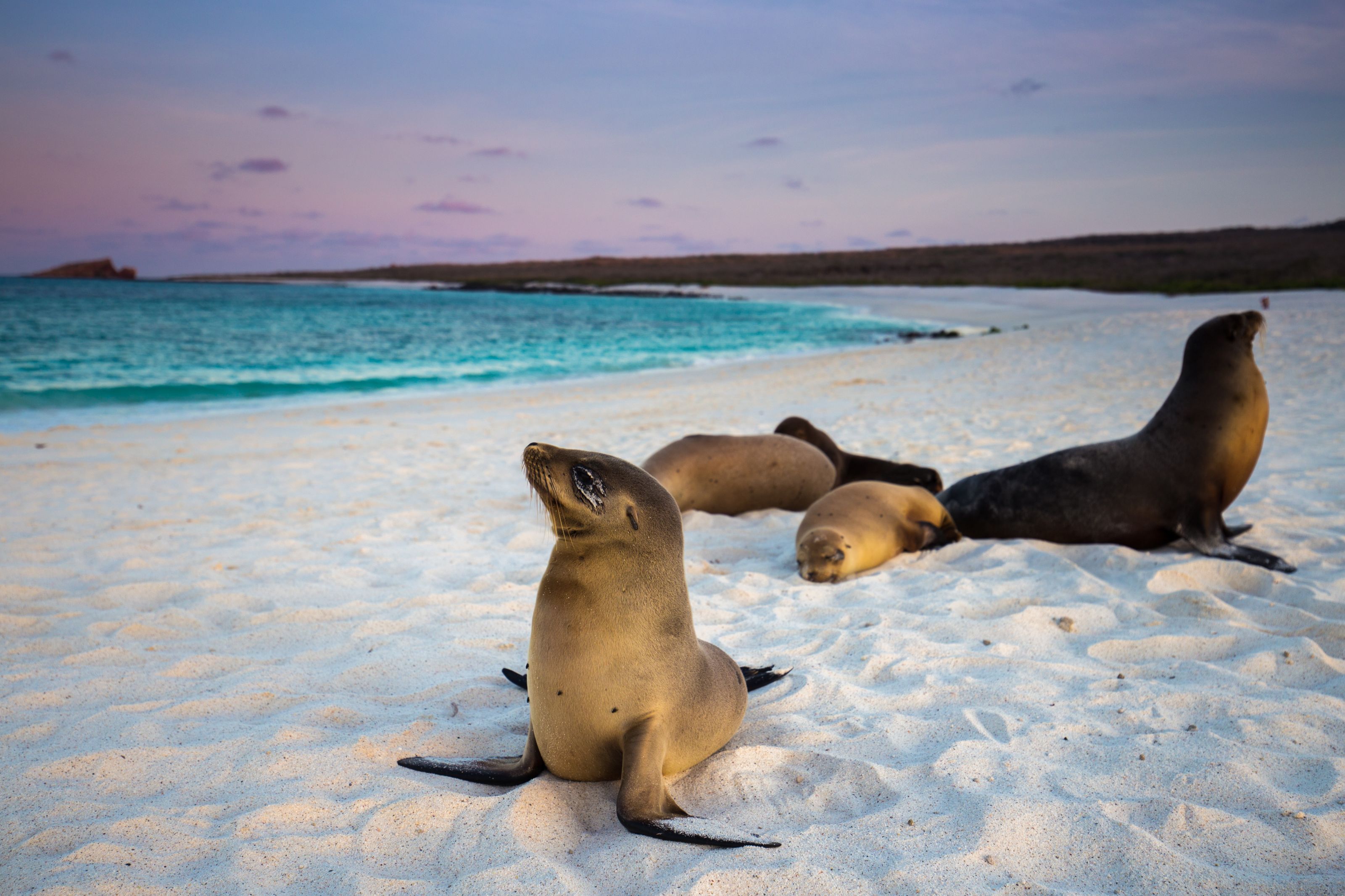 XL Ecuador Galapagos Sea Lion Animals Beach Evening