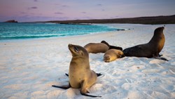 XL Ecuador Galapagos Sea Lion Animals Beach Evening