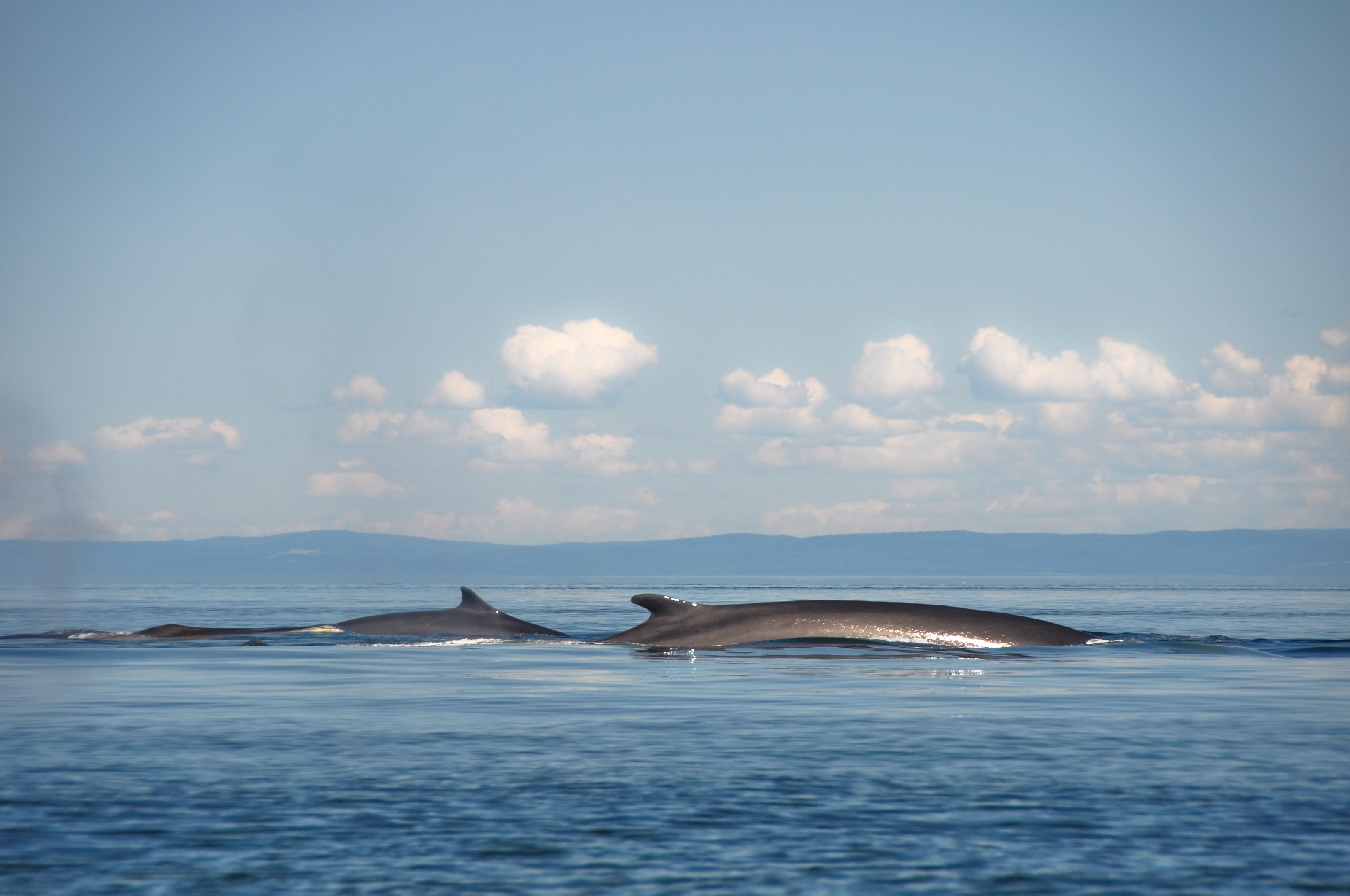 XL Canada Quebec Saint Lawrence River Fin Whales