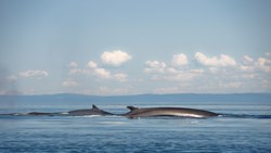 XL Canada Quebec Saint Lawrence River Fin Whales