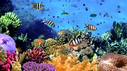 XL Indonesia Sulawesi Bunaken Island Corals
