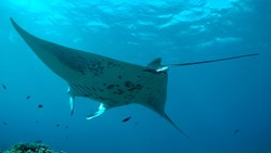 Xl Hawaii One Manta Ray In Sea Close Up