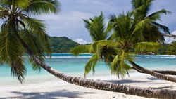 XL Seychelles Mahe Beach Palm Trees Sand Sea