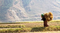Xl Bhutan Rice Field Woman Carrying Rice Straws