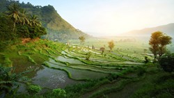 XL Bali Rice Terrace Mountains Morning