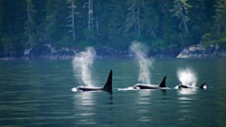 XL Canada British Columbia Telegraph Cove At Vancouver Island Three Orcas