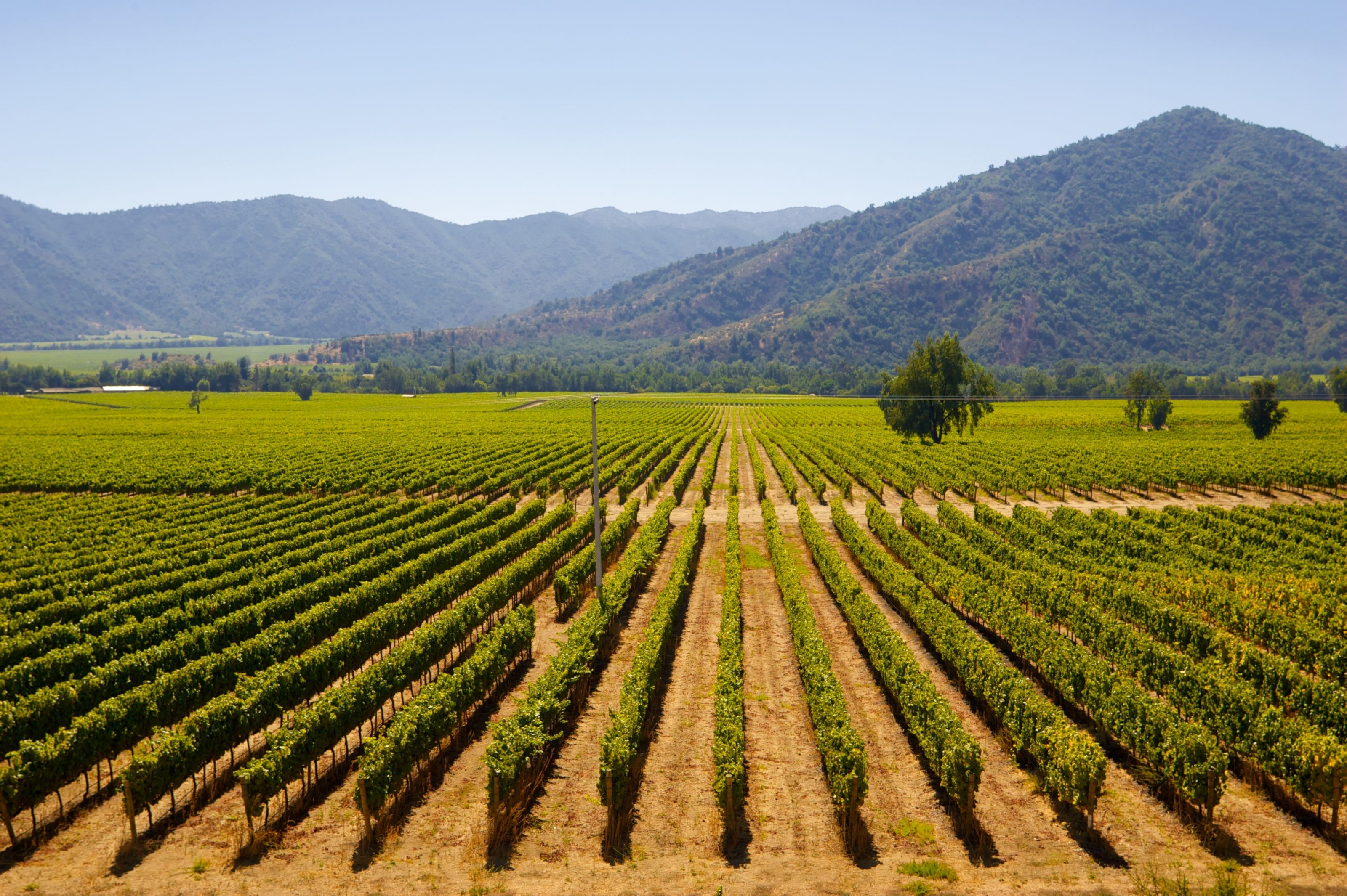 XL Chile Santiago Vineyard Summer Landscape