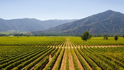 XL Chile Santiago Vineyard Summer Landscape