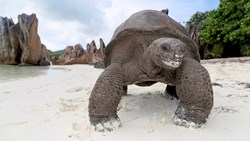 XL Seychelles Tortoise Curieuse Turtle
