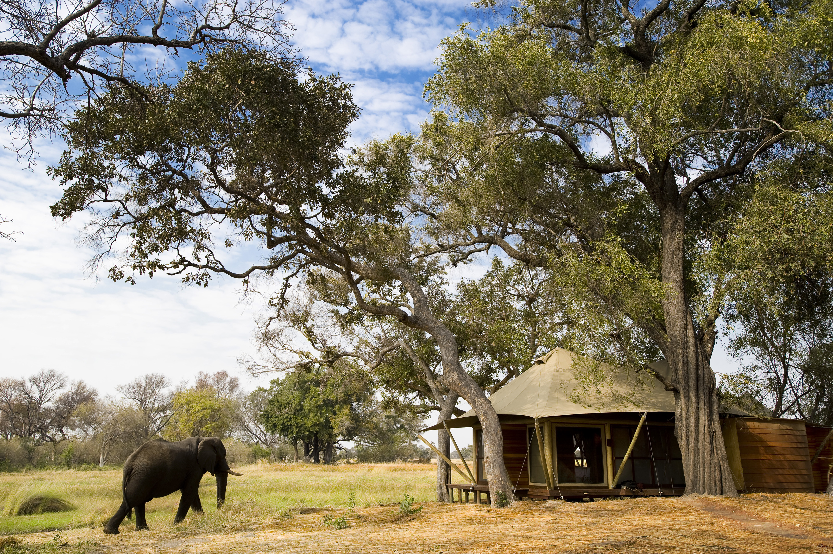 XL Botswana Nxabega Okavango Tented Camp Tent Elephant Nature Safari