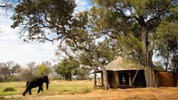 XL Botswana Nxabega Okavango Tented Camp Tent Elephant Nature Safari