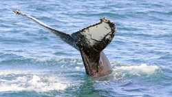 Xl Southafrica Hermanus Humpback Whale Tail