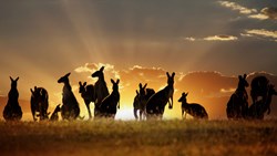 XL Australia Outback Kangaroo Herd Animals Sunset