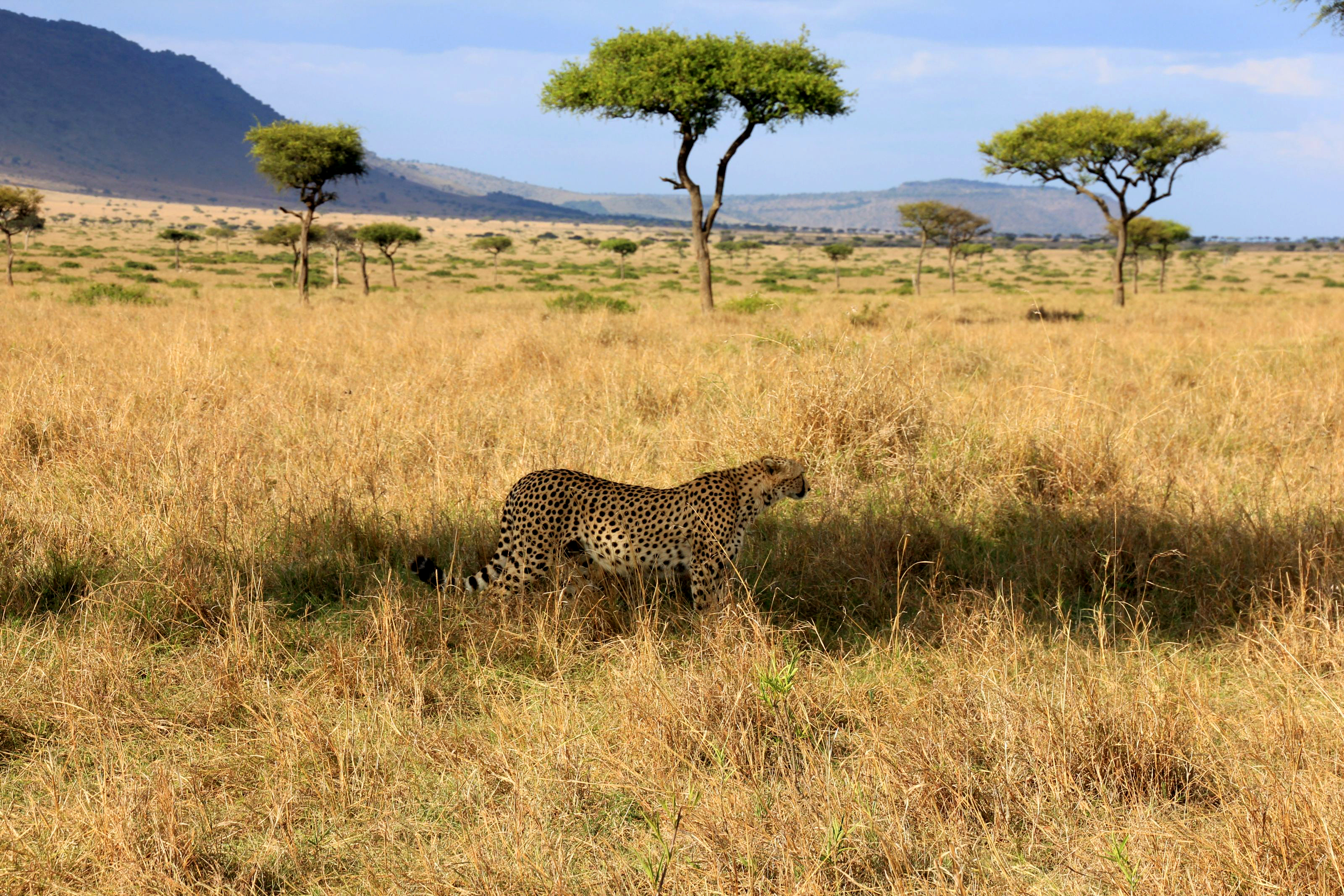 Xl Kenya Mara Eden Safari Camp Savannah Cheetah