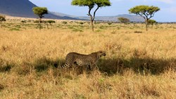 Xl Kenya Mara Eden Safari Camp Savannah Cheetah