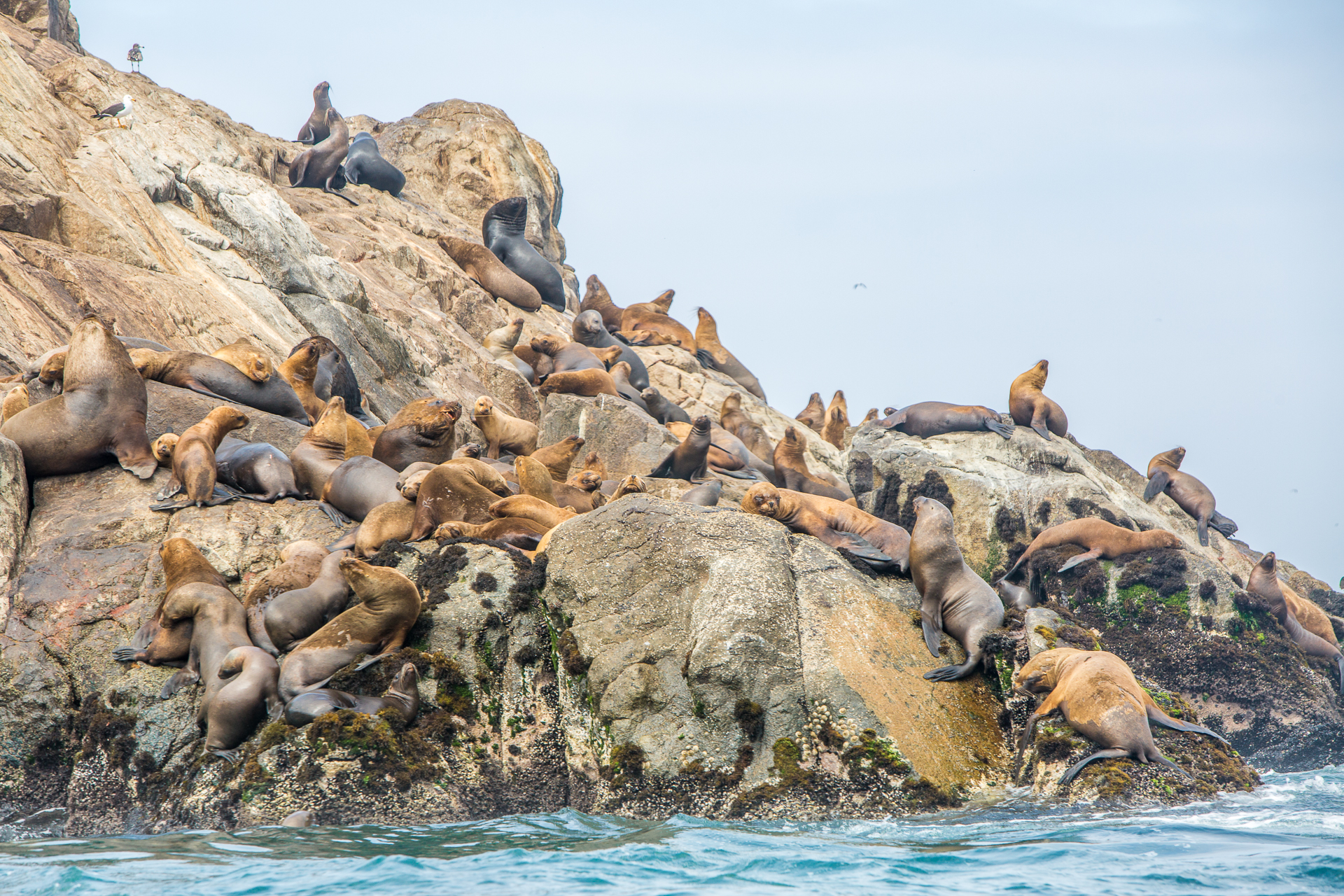 XL Peru Palomino Island Sea Lions Rocks Animals